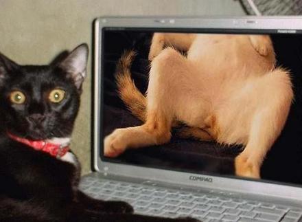 gato+no+flagra